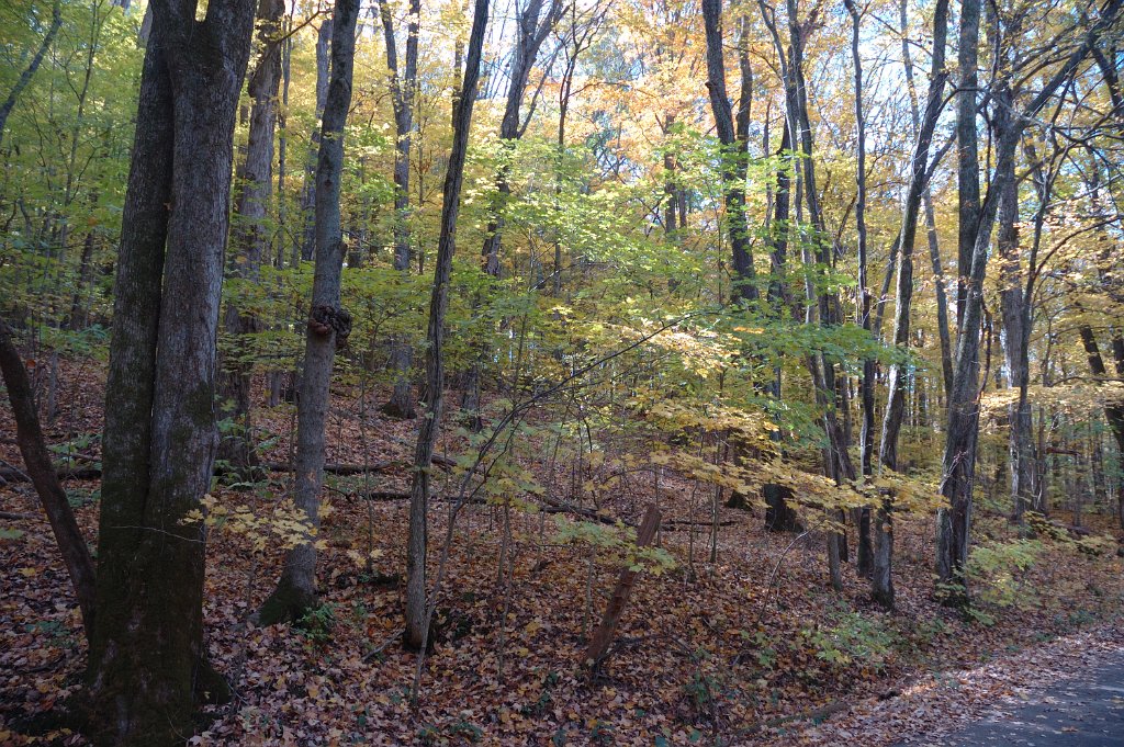 Radnor Lake