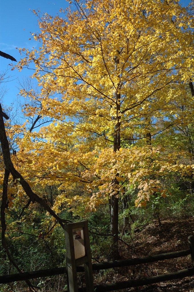 Radnor Lake