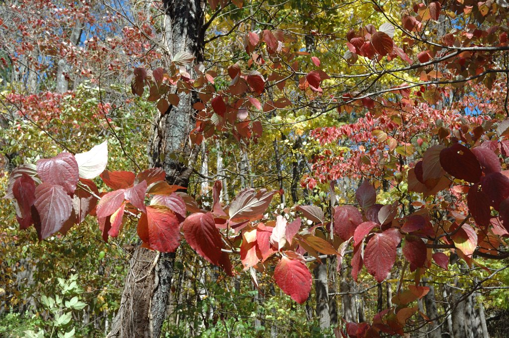 Radnor Lake