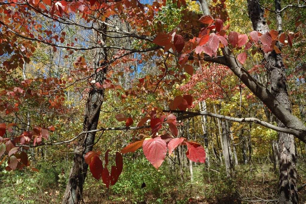 Radnor Lake