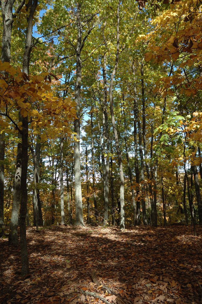 Radnor Lake