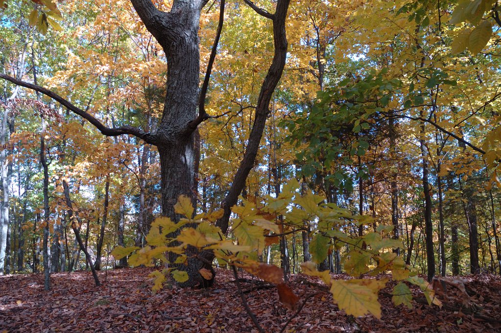 Radnor Lake