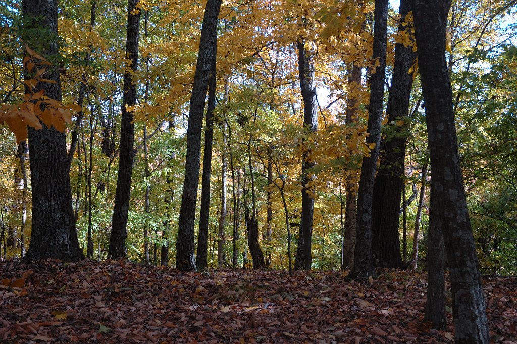 Radnor Lake