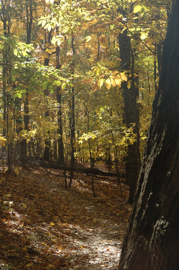 Radnor Lake