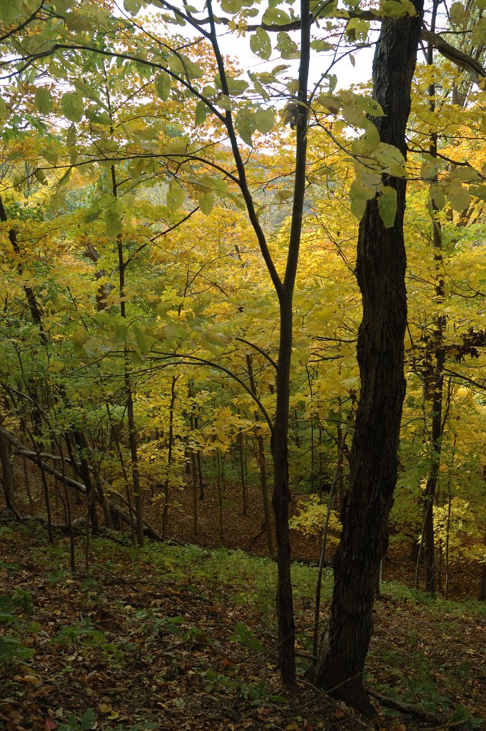 Radnor Lake