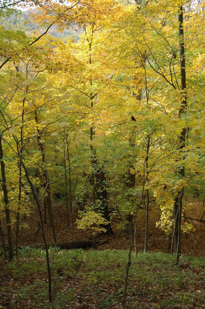 Radnor Lake