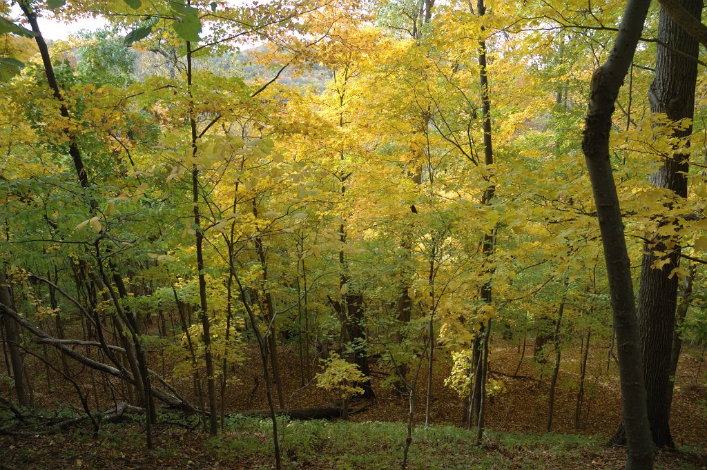 Radnor Lake