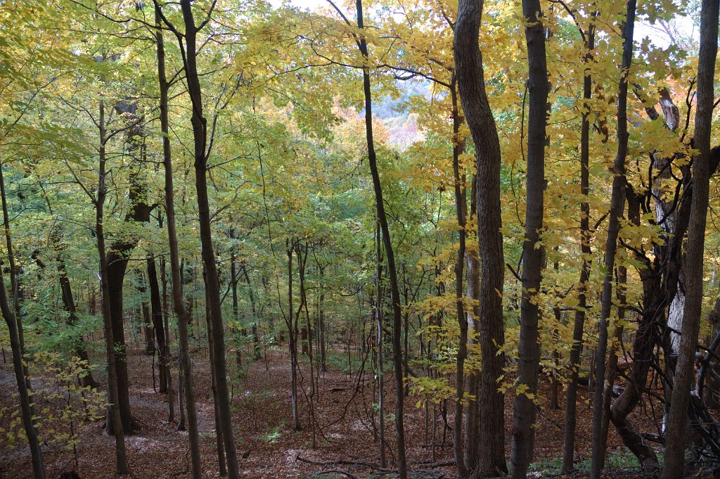 Radnor Lake