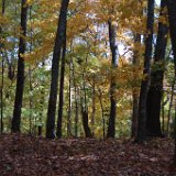 Radnor Lake  Radnor Lake : park outdoors foilage fall