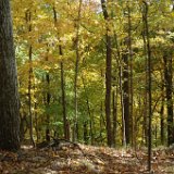 DSC_2159 * Radnor Lake * 3008 x 2000 * (3.03MB)