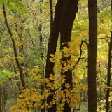 Radnor Lake  Radnor Lake : park outdoors foilage fall