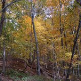 DSC_2184 * Radnor Lake * 3008 x 2000 * (3.16MB)