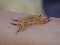 DSC 4572  small crab on Linda's arm