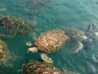 DSC 4600  Sea turtles in a big tank