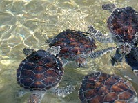 DSC 4612  young turtles in one of the small ponds