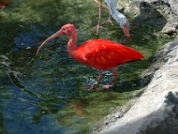 DSC 4627  scarlet ibis in the aviary