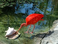 DSC 4628  scarlet ibis examining a conch shell