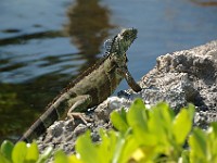 DSC 4652  a small green iguana