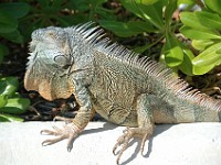 DSC 4655  a green iguana