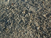 DSC 4781  pieces of coral on the beach just north of The Anchorage