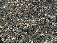 DSC 4784  pieces of coral on the beach just north of The Anchorage