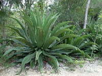 DSC 4804  corato (agave sobolifera)