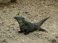 DSC 4811  a blue iguana blocking our path on the Woodland Trail