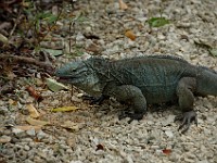 DSC 4812  a blue iguana blocking our path on the Woodland Trail