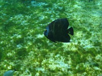 IMG 0809  French angelfish