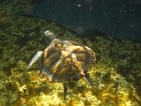 IMG 0813  one of the four young green sea turtles in Boatswain's Lagoon