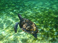 IMG 0814  one of the four young green sea turtles in Boatswain's Lagoon