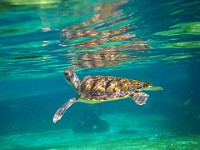 IMG 0815  one of the four young green sea turtles in Boatswain's Lagoon