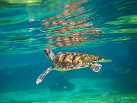 IMG 0815  one of the four young green sea turtles in Boatswain's Lagoon