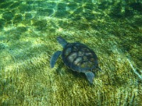 IMG 0816  one of the four young green sea turtles in Boatswain's Lagoon