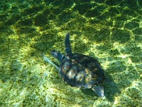 IMG 0817  one of the four young green sea turtles in Boatswain's Lagoon