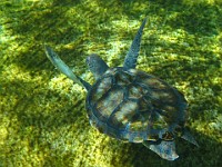 IMG 0818  one of the four young green sea turtles in Boatswain's Lagoon