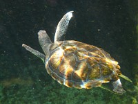 IMG 0819  one of the four young green sea turtles in Boatswain's Lagoon