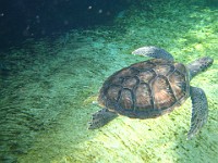 IMG 0820  one of the four young green sea turtles in Boatswain's Lagoon