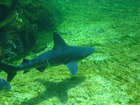 IMG 0825  a nurse shark in the predator tank viewed through an underwater glass portal in Boatswain's Lagoon
