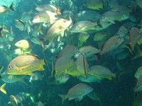 IMG 0831  a school of blue-striped grunts