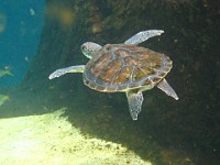 IMG 0837  juvenile green sea turtle