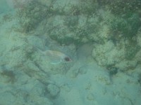 IMG 0844  squirrelfish