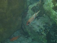 IMG 0851  a blackbar soldierfish on the left and a squirrelfish on the right