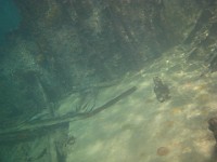 IMG 0879  exploring the wreck of the Gamma in somewhat murky water