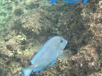 IMG 0888  blue tang