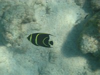 IMG 0934  juvenile gray angelfish