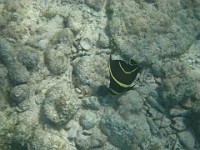 IMG 0935  juvenile gray angelfish