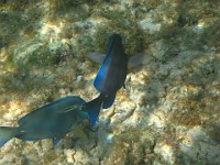 IMG 0936  blue tangs