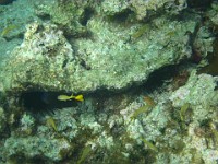 IMG 0956  adult yellowfin damselfish and French grunts
