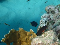 IMG 0976  juvenile yellowfin damselfish and red lip algae blenny